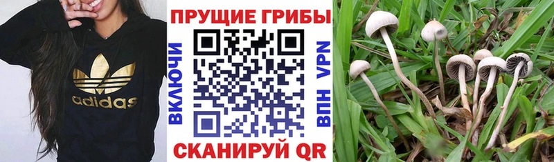 Псилоцибиновые грибы MAGIC MUSHROOMS  Лакинск 